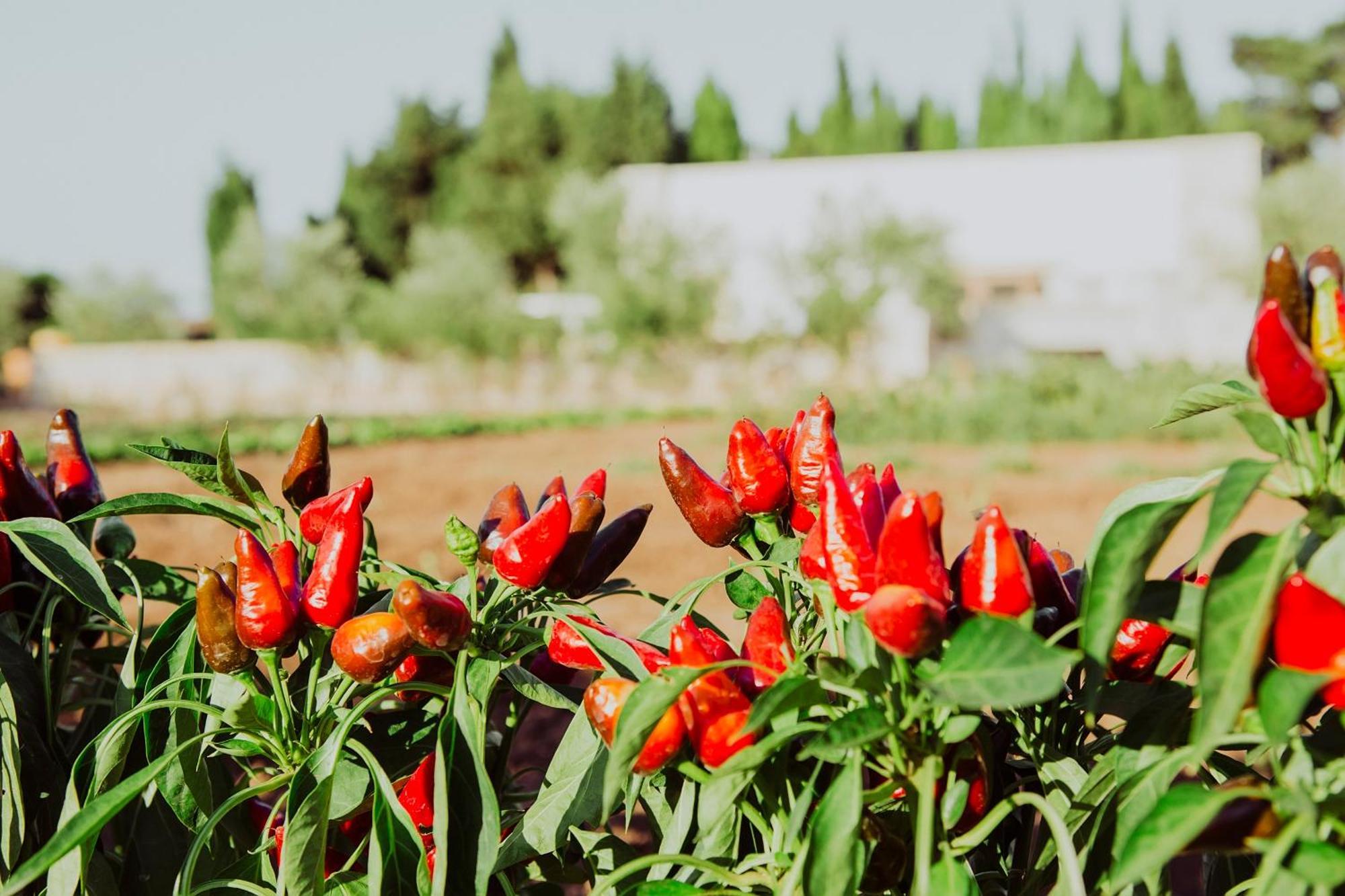 Masseria L'Uliveto Agri Resort Otranto Exteriér fotografie